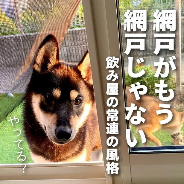 これが大反響の網戸と柴犬の写真。網戸がもう網戸ではなく、もはや飲み屋の暖簾…