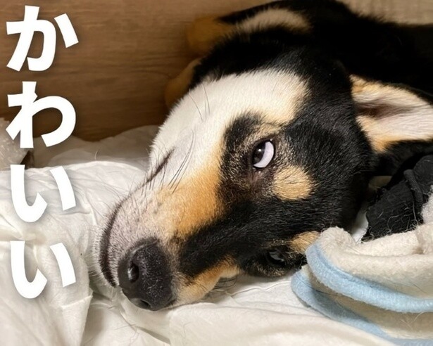 4月8日は柴の日って知ってた？かわいい柴犬たちをより愛でる日だとか！