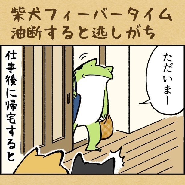 柴犬フィーバータイム油断すると逃しがち