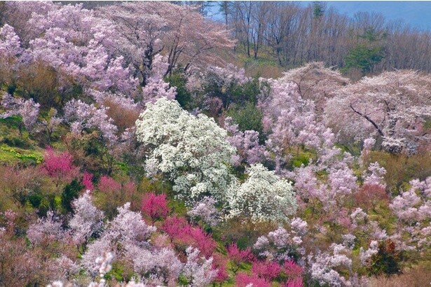 福島に桃源郷ありと言われる絶景ポイント「花見山の桜」 - 福島県福島市
