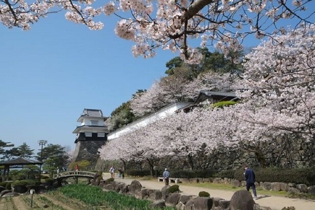 道沿いに桜を眺めながらのんびり散歩を楽しめる／大村公園(二重馬場)