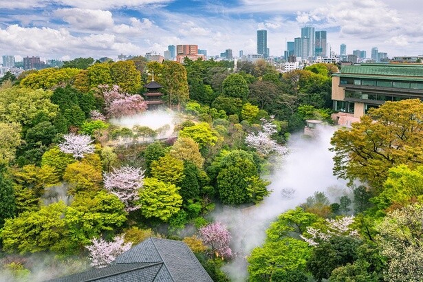 歴史あるホテルの敷地内を桜が彩るホテル椿山荘東京