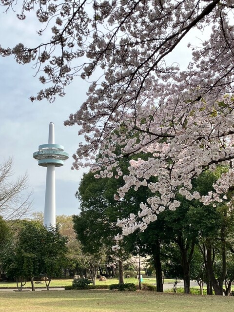 公園のシンボルである放送塔とソメイヨシノの共演／所沢航空記念公園