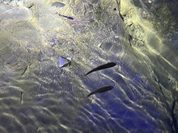 魚が泳ぐ中に入れるなんて贅沢すぎる