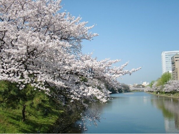 1000本もの桜と荘厳な城の共演／舞鶴公園の桜 - 福岡県福岡市中央区