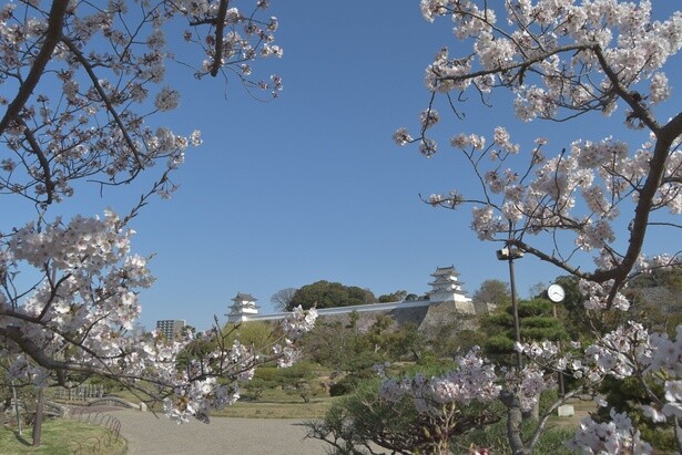 標本木から両櫓を望む風景／明石公園の桜 - 兵庫県明石市