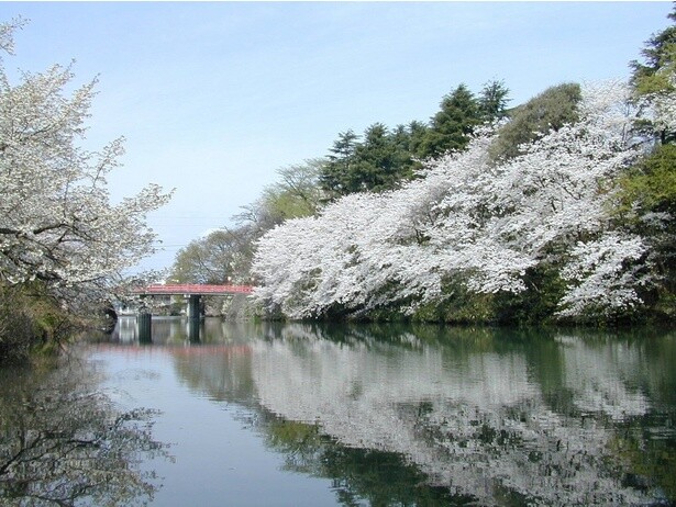 お堀の水面に映る桜が美しい／高岡古城公園の桜 - 富山県高岡市