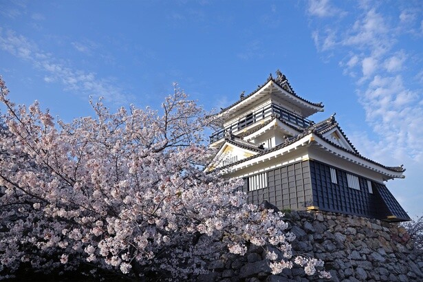 浜松城と満開の桜のコラボレーションが楽しめる／浜松城公園の桜 - 静岡県浜松市中央区