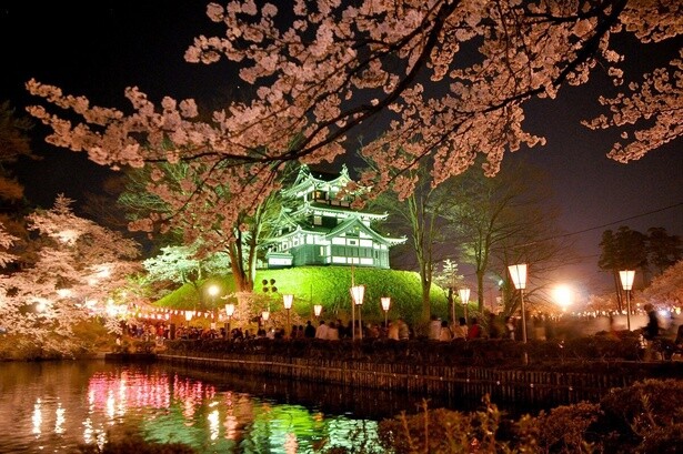 見事にライトアップされた高田城と桜のコラボレーション／高田城址公園の桜 - 新潟県上越市