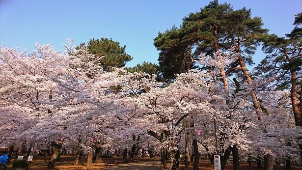 桜の木々の後ろに緑の松林が広がる／大宮公園の桜 - 埼玉県さいたま市大宮区