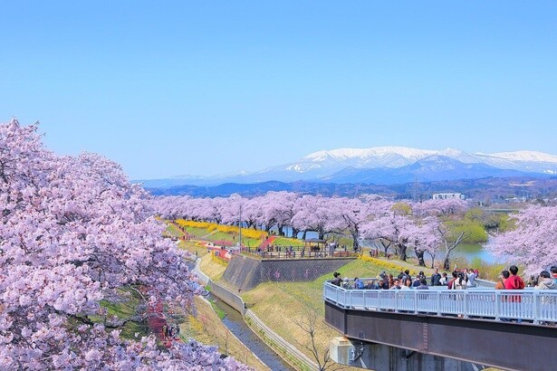 川沿いにびっしりと並んだ桜は絶景／柴田町船岡城址公園の桜 - 宮城県柴田郡柴田町
