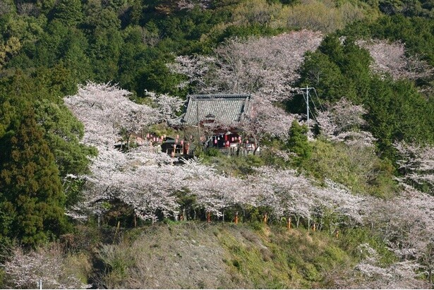 宿毛天満宮を彩る桜／宿毛天満宮の桜 - 高知県宿毛市