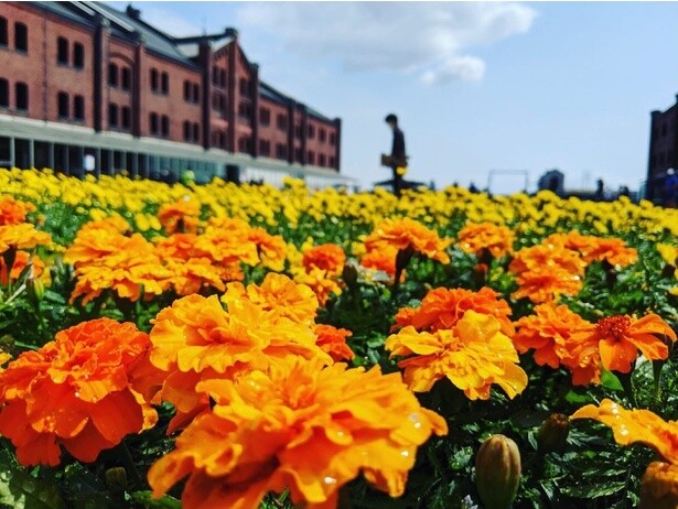FLOWER GARDEN 2025(フラワー ガーデン 2025)(神奈川県 横浜赤レンガ倉庫)