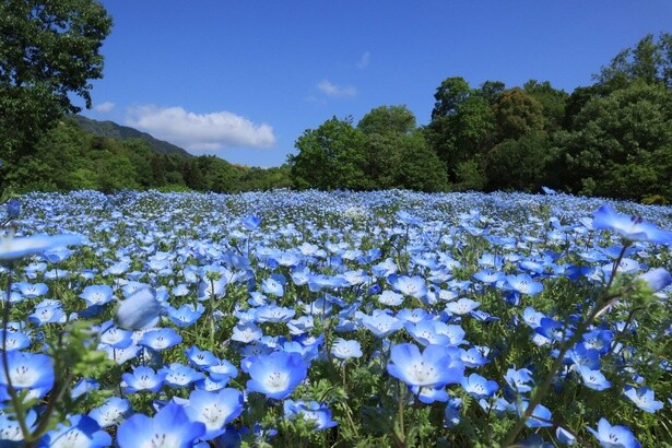 広島市植物公園のネモフィラ(広島県 広島市植物公園)