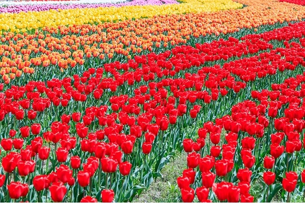 チューリップやネモフィラなど春の花が続々開花！週末はフラワーイベントに出かけよう
