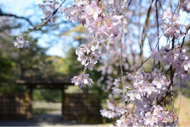 名物のしだれ桜は必見／六義園の桜