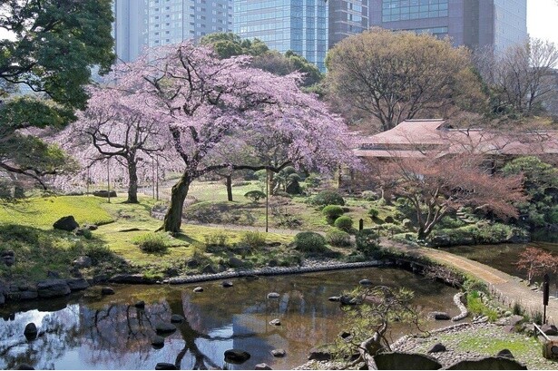 春の到来を感じさせる新緑と薄桃色のコントラストが美しい／小石川後楽園の桜