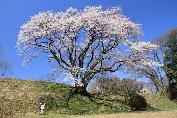 花見を楽しみながらの公園散策もおすすめ／鉢形城の桜・エドヒガン(氏邦桜)