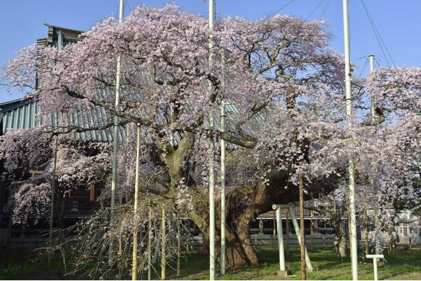 般若院境内で最大の見どころとも言えるしだれ桜／龍ケ崎のしだれ桜