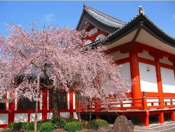 道成寺に負けない鮮やかな桜／道成寺の桜
