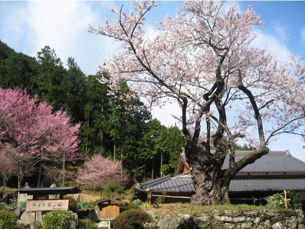 桜のピンクと山の緑のコントラストが素敵／春谷寺エドヒガンザクラ