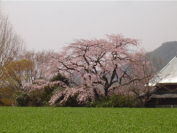 山里の緑を背景に淡いピンクの桜が映える／宝珠寺の桜