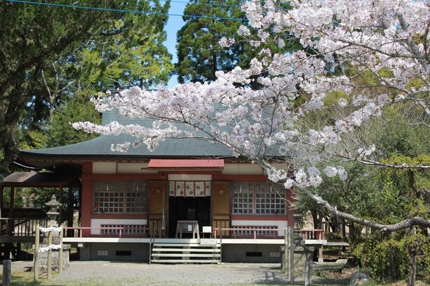 相良護国神社周辺の桜／人吉城跡の桜