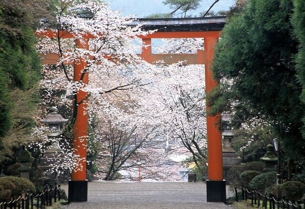 約200本の桜が咲き誇る霧島神宮／霧島神宮の桜