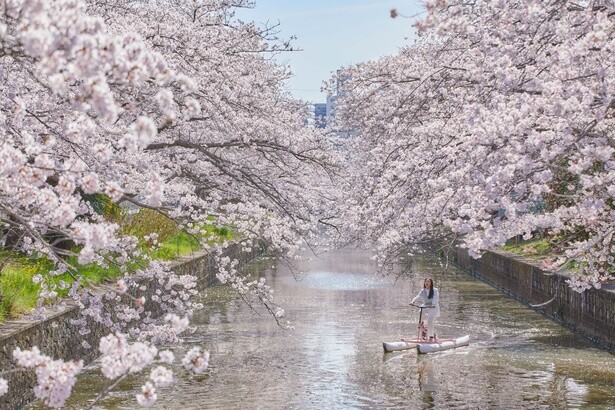 川にせり出す桜のトンネルを満喫！
