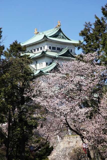 名古屋城と満開の桜のコラボレーションが楽しめる／名古屋城の桜 - 愛知県名古屋市中区