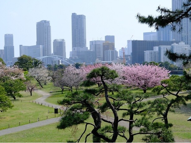 富士見山からの桜／浜離宮恩賜庭園の桜 - 東京都中央区