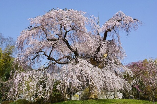 歴史を感じさせる佇まいのしだれ桜／浄専寺のしだれ桜 - 宮崎県西臼杵郡五ヶ瀬町