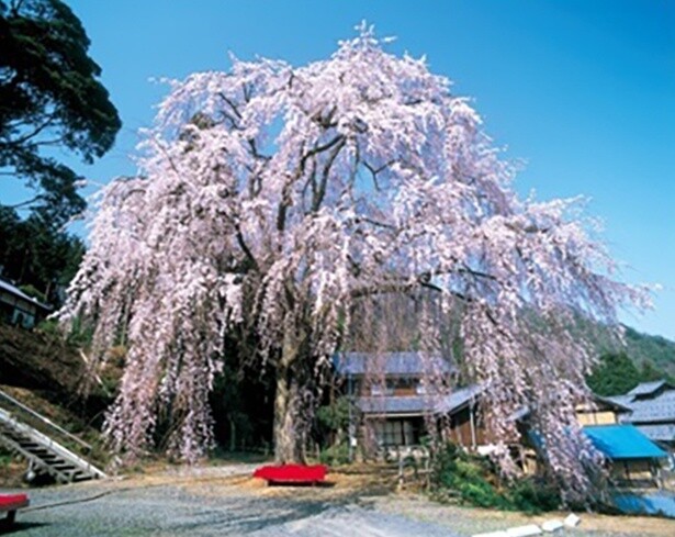 雄大なしだれ桜が町を見守っているよう／妙祐寺のしだれ桜 - 福井県小浜市