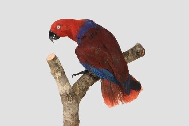 オオハナインコ
