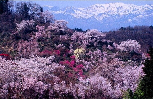 花々がいっせいに咲き誇る／花見山の桜