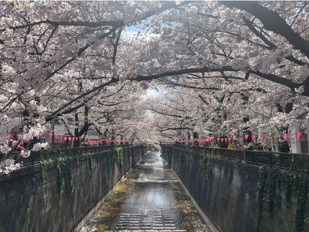 目黒川の上に現れるソメイヨシノのトンネル／目黒川の桜