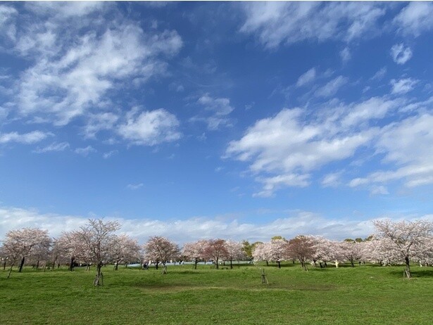 広々としたお花見広場で薄桃色の花が咲き誇る／舎人公園の桜