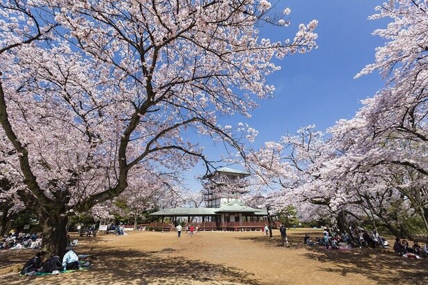 花見客で賑わう枡形山広場の風景／生田緑地の桜