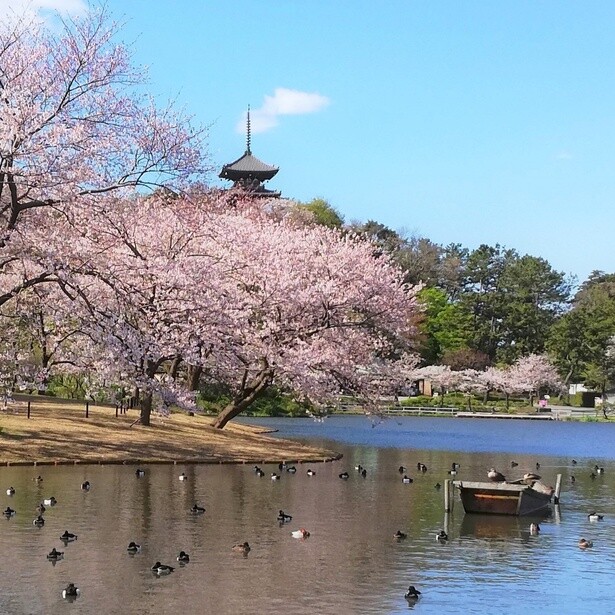 歴史的建造物と桜が調和する、風情豊かな景観を楽しめる／三溪園の桜