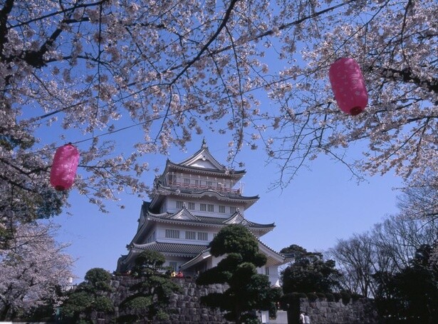 千葉城と満開の桜が同時に楽しめる／亥鼻公園の桜
