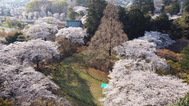 約2000本の桜が咲き誇る／清水公園の桜(千葉県)