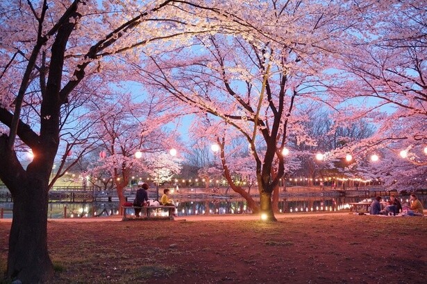 ライトアップされ周囲の桜が輝く／鶴ヶ島市運動公園の桜