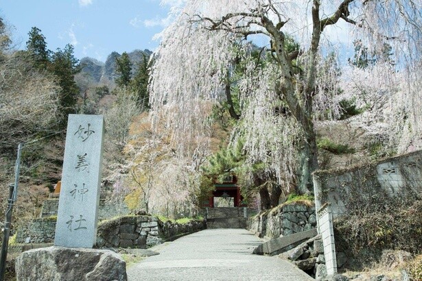 樹齢200年のしだれ桜が作る桜のアーチ／妙義神社しだれ桜