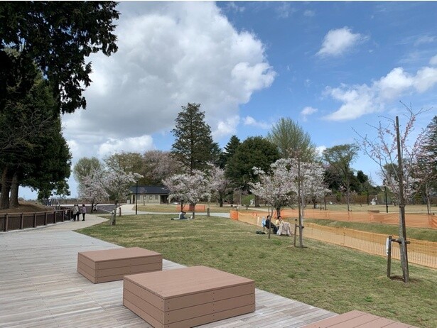 中世に栄えた小山氏の城跡である園内は、古くから桜の名所として知られる／城山公園の桜(栃木県小山市)