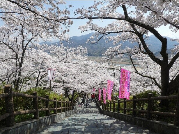 石階段に影を落とす、見事に咲き誇った桜たち／大法師公園の桜