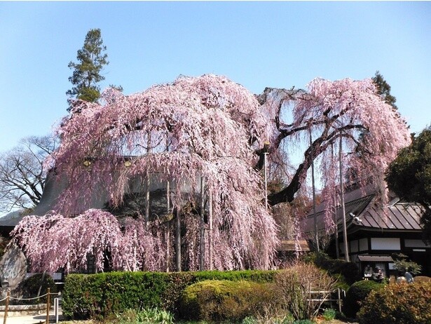 壮大な風景を作り出すイトザクラ／慈雲寺の桜