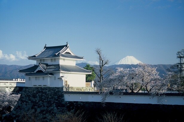 舞鶴城と桜、富士山の豪華なコラボレーション／舞鶴城公園の桜