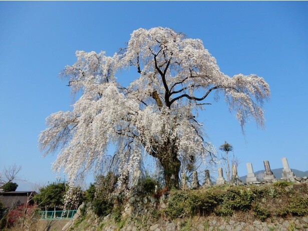巨大なしだれ桜は圧巻の美しさ／原間のイトザクラ