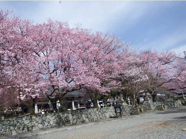 あたり一面を見事に染め上げるしだれ桜／妙了寺の桜