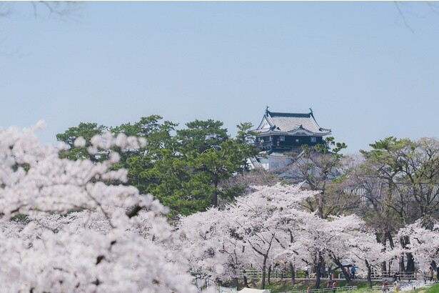 岡崎城公園を彩る満開の桜／岡崎城公園の桜